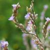 Limonium cornarianum Kypriot. & R. Artelari