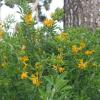 Medicago arborea L. subsp. strasseri (Greuter, Matthäs & Risse) Sobr.-Vest. & Ceresuela