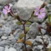 Silene integripetala Bory & Chaub. subsp. greuteri (Phitos) Akeroyd