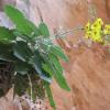 Verbascum arcturus L.