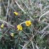 Viola scorpiuroides Coss.