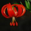 Lilium chalcedonicum L.