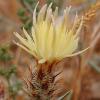 Centaurea hymettia Kit Tan, Zografidis & Bancheva.