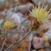 Centaurea hymettia Kit Tan, Zografidis & Bancheva.