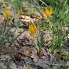 Crocus flavus Weston subsp. atticus Kit Tan, Zografidis & Mermygkas.