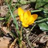 Crocus flavus Weston subsp. atticus Kit Tan, Zografidis & Mermygkas.