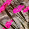 Dianthus diffusus Sm.