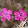 Dianthus diffusus Sm.