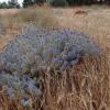 Echinops graecus Mill.