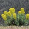 Euphorbia characias L.