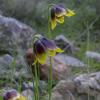 Fritillaria rhodocanakis Orph. ex Baker subsp. rhodocanakis 