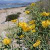 Glaucium flavum Crantz