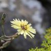 Lactuca tuberosa Jacq.