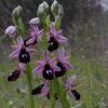 Ophrys ferrum-equinum Desf. subsp. ferrum-equinum 