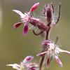 Silene gallica L. 