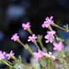 Silene pentelica Boiss.