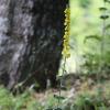 Verbascum delphicum Boiss. & Heldr.