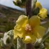 Verbascum pentelicum Murb.