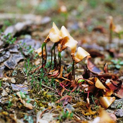 Αρτίβλαστα (seedlings) Abies alba 