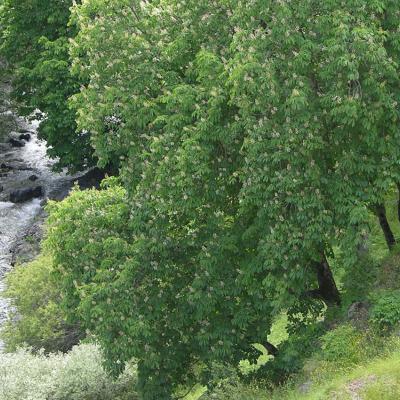 Aesculus hippocastanum L.