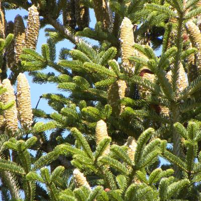 Abies borisii-regis Mattf.