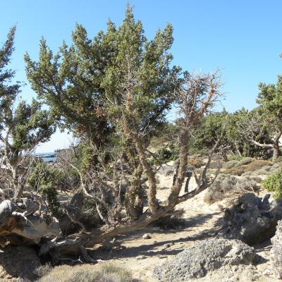 Juniperus macrocarpa Sm.