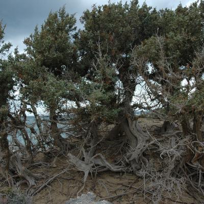 Juniperus macrocarpa Sm.