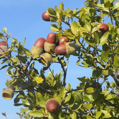 Quercus coccifera L.