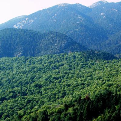 Μικτό δάσος (Mixed forest of) Castanea sativa και (and) Abies cephalonica 