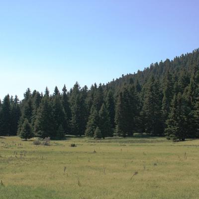 Abies cephalonica Loudon