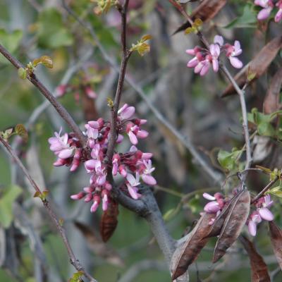 Cercis siliquastrum L.