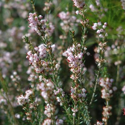 Erica arborea L.