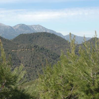 Pinus halepensis Mill.