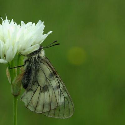 Allium phthioticum Boiss. & Heldr.