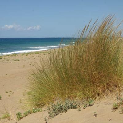 Ammophila arenaria (L.) Link