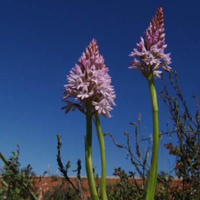 Anacaptis pyramidalis (L.) Rich.