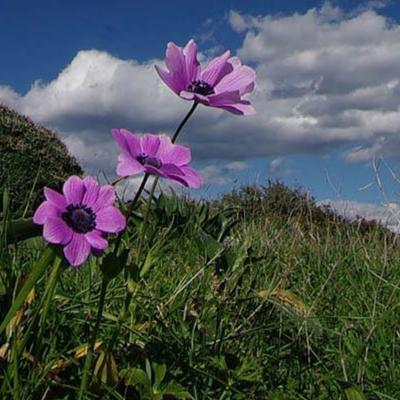 Anemone pavonina Lam.