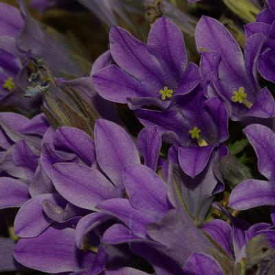 Campanula celsii A. DC.