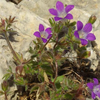 Campanula drabifolia Sm.