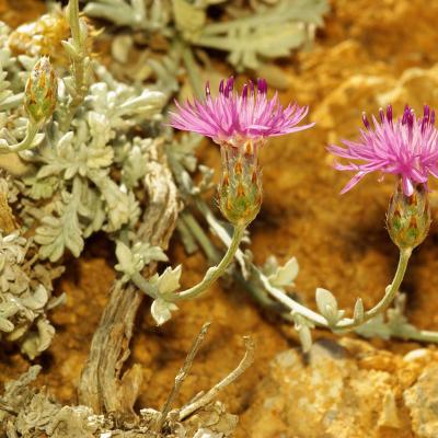 Centaurea pseudocadmea Wagenitz.