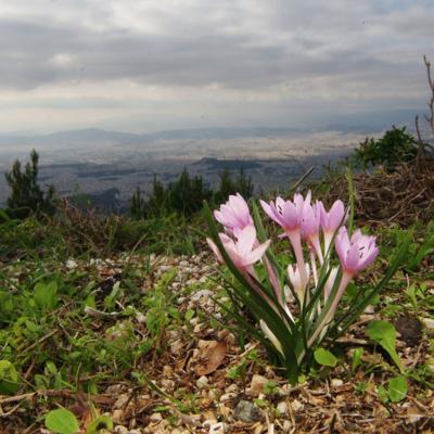 Colchicum cupanii Guss.