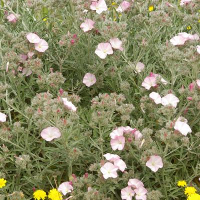 Convolvulus oleifolius Desr.