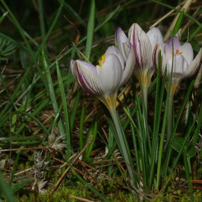 Crocus laevigatus Bory & Chaub.