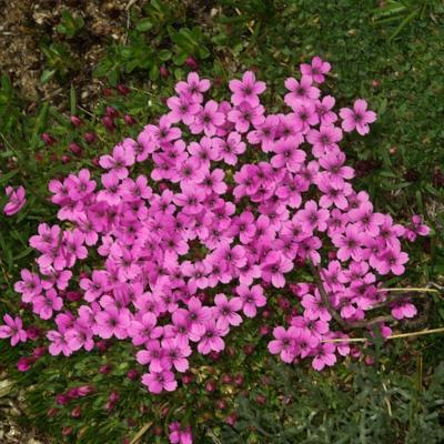 Dianthus tymphresteus (Boiss. & Spruner) Boiss.