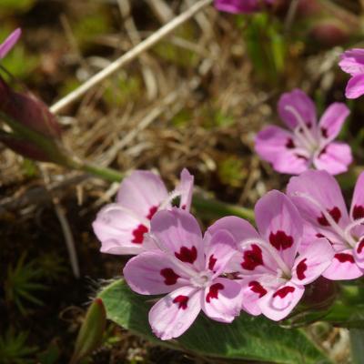 Dianthus myrtinervius Griseb. subsp. caespitosus Strid & Papan.