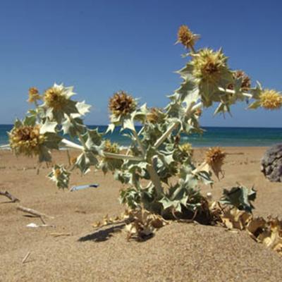 Eryngium maritimum L.