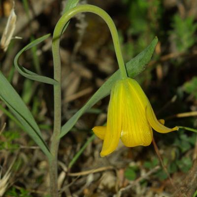 Fritillaria euboeica Rix.