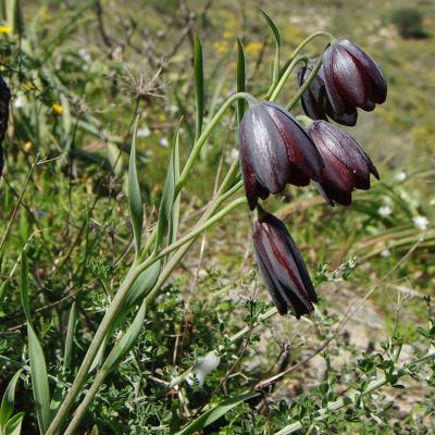 Fritillaria obliqua Ker-Gawl. subsp. tuntasia (Halácsy) Kamari