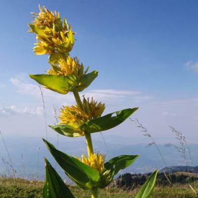 Gentiana lutea L.