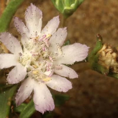 Lomelosia argentea (L.) Greuter & Burdet